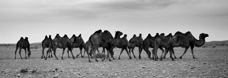 Horses on landscape against sky