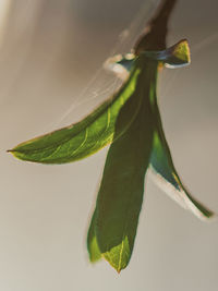 Close-up of fresh green leaves against white background