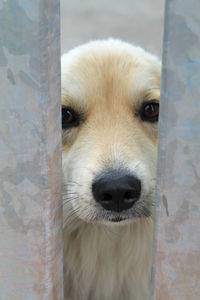 Close-up portrait of dog