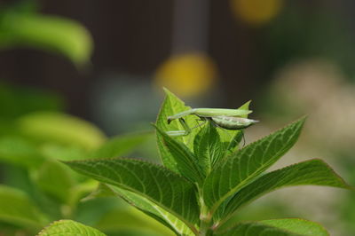 Close-up of insect on leaf