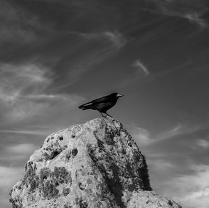 Low angle view of bird perching on rock