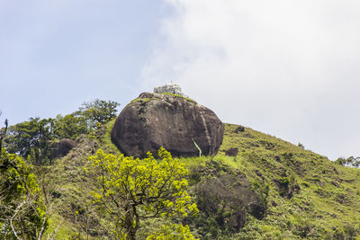 View of an animal on rock