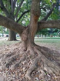 Trees on landscape