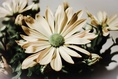 Close-up of white flowering plants