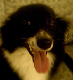 Close-up portrait of a dog