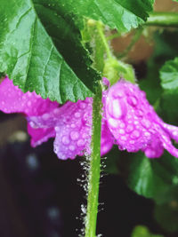 Close-up of water drops on pink flowering plant