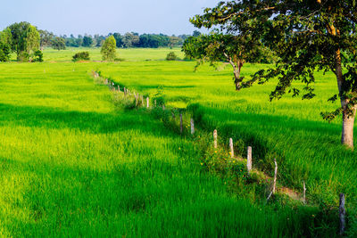 Scenic view of agricultural field