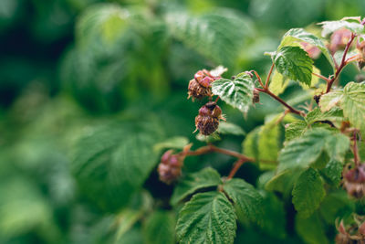 Close-up of raw raspberries