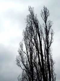 Low angle view of tree against sky