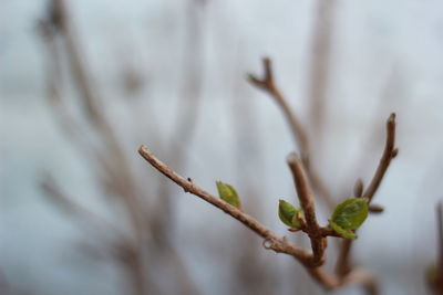 Close-up of plant