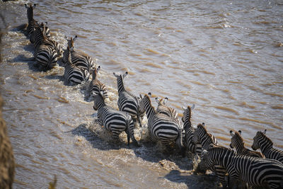 High angle view of zebras drinking water