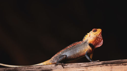 Close-up of lizard