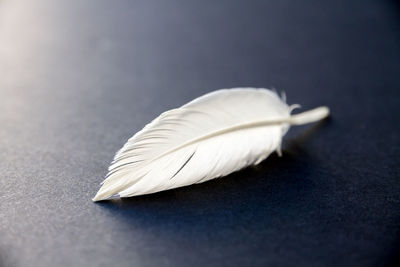 Close-up of white feather on table