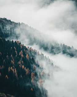 Low angle view of trees against sky