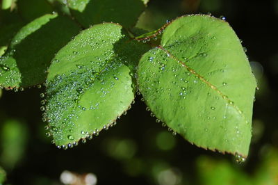 Close-up of wet leaves on plant during rainy season