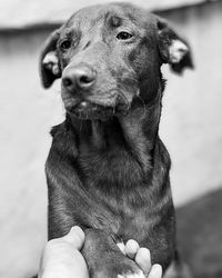 Close-up of hand holding dog