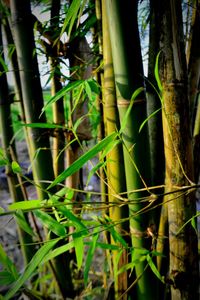 Close-up of bamboo plants in forest