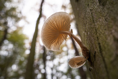 Close-up of mushroom growing outdoors