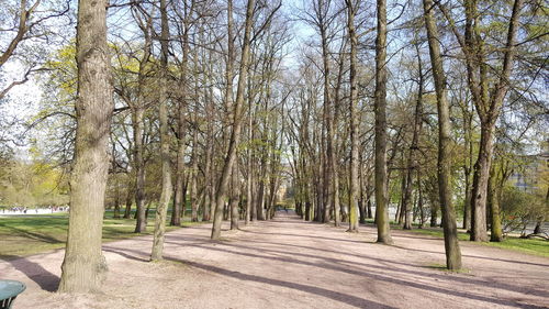 Road passing through trees