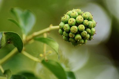 Close-up of berries growing on plant