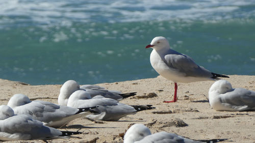 Seagull standing out from the crowd on a beach 