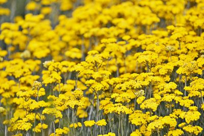 Close-up of fresh yellow flowers in field