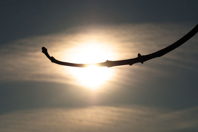 Silhouette of tree against sky during sunset