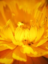 Close-up of yellow flower