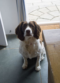 Portrait of dog standing on table