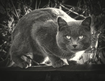 Close-up portrait of black cat