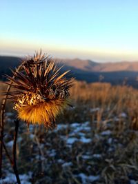 Close-up of wilted plant on field against sky