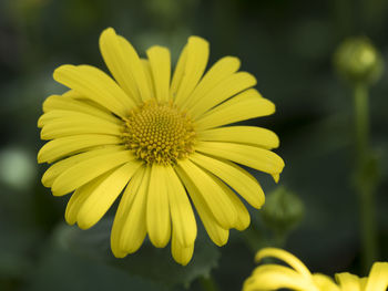 Close-up of yellow flower