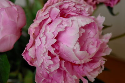 Close-up of pink rose blooming outdoors