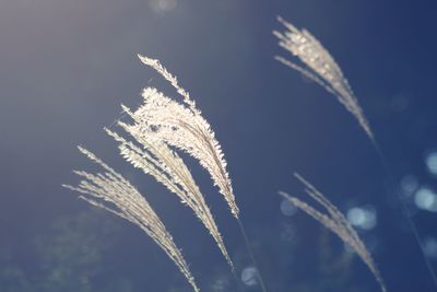 Close-up of frozen plant against sky