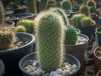 High angle view of succulent plants