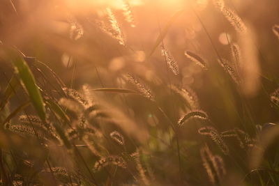 Close-up of stalks in field