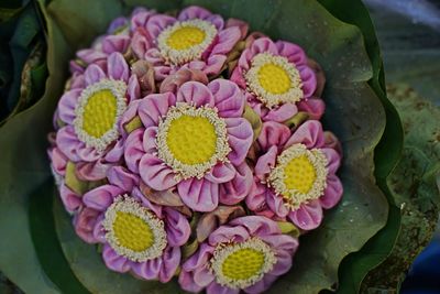 High angle view of pink flowering plant
