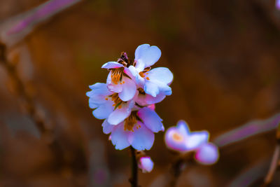 Close-up of bee on flower