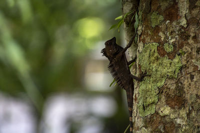 Close-up of squirrel on tree trunk