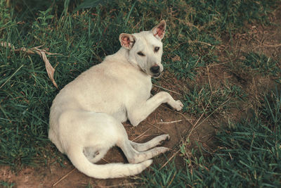 High angle view of dog relaxing on field