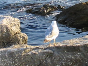 Seagull perching on rock in sea