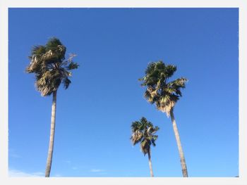 Low angle view of palm trees against blue sky