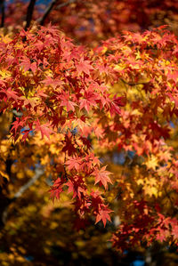 Close-up of maple leaves on tree