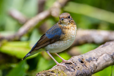 Close-up of bird perching on branch