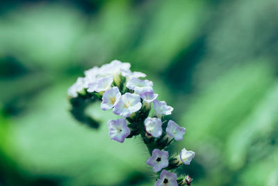 Close-up of purple flowering plant