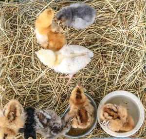 Directly above shot of baby chickens on field