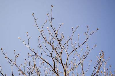 Low angle view of bare tree against clear sky