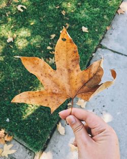 High angle view of hand holding leaf