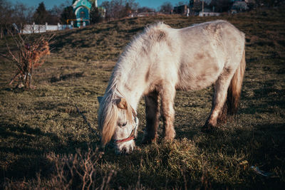 Horse grazing in a field