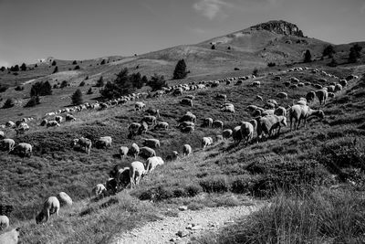 View of sheep on field